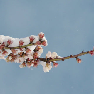Les bourgeons de l’hiver pour toute la famille