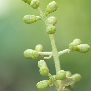 Mes bourgeons indispensables