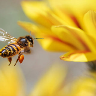 La propolis : une merveille naturelle