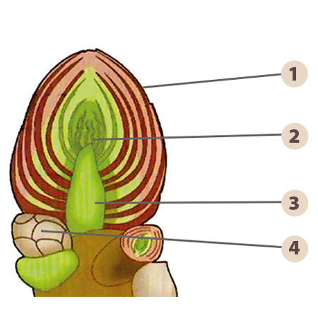 La gemmoterapia - Sezione longitudinale della gemma di quercia